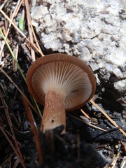 Bonomyces sinopicus