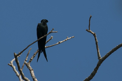 Psalidoprocne pristoptera