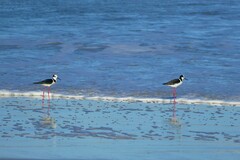 Himantopus mexicanus melanurus