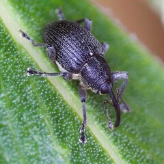 Archarius salicivorus