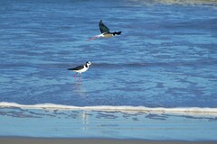 Himantopus mexicanus melanurus
