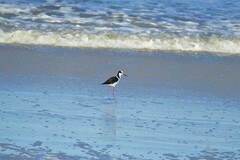 Himantopus mexicanus melanurus