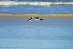 Himantopus mexicanus melanurus