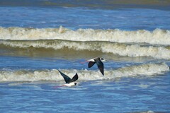 Himantopus mexicanus melanurus