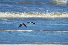 Himantopus mexicanus melanurus