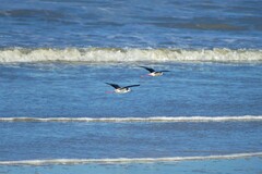 Himantopus mexicanus melanurus
