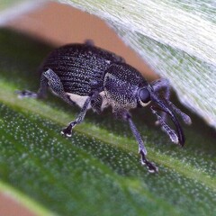 Archarius salicivorus