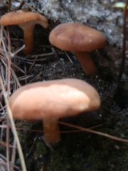 Bonomyces sinopicus