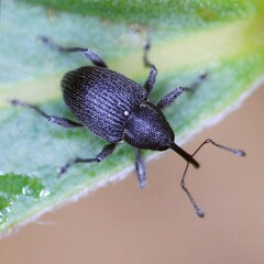 Archarius salicivorus