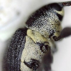 Archarius salicivorus