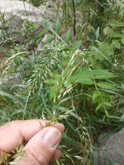 Arrhenatherum elatius