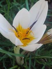 Crocus hyemalis