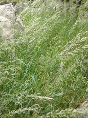 Arrhenatherum elatius