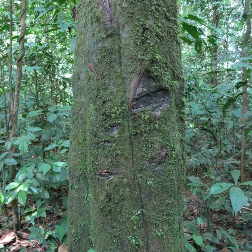 Diospyros crassiflora