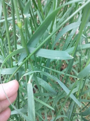Arrhenatherum elatius