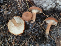 Bonomyces sinopicus