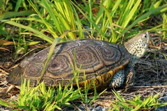 Malaclemys terrapin terrapin