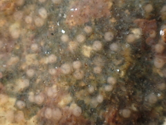 Bryozoa