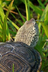 Malaclemys terrapin terrapin