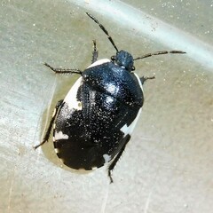 Tritomegas sexmaculatus