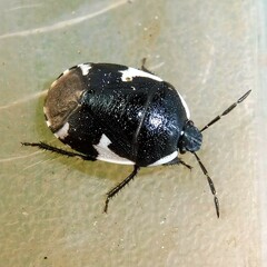 Tritomegas sexmaculatus