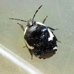Tritomegas sexmaculatus