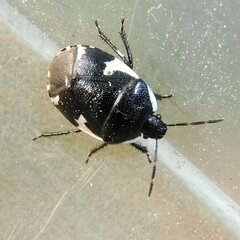 Tritomegas sexmaculatus