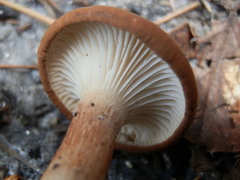 Bonomyces sinopicus