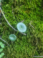 Umbilicus intermedius