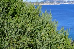 Osyris lanceolata