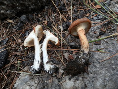 Bonomyces sinopicus