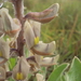 Lupinus paraguariensis - Photo (c) Juan Matías, some rights reserved (CC BY-NC), uploaded by Juan Matías