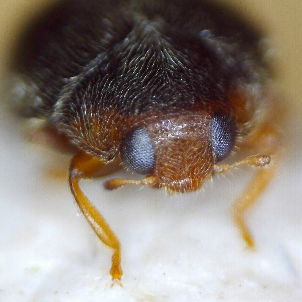 Oak Ladybird