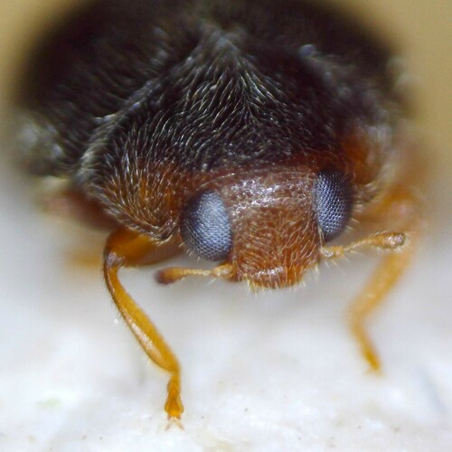 Oak Ladybird