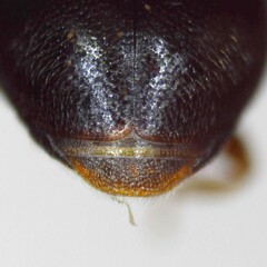 Scymnus auritus