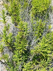 Heliotropium stenophyllum