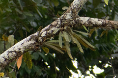 Polypodiaceae