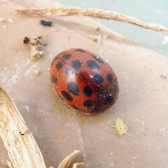 Subcoccinella vigintiquatuorpunctata