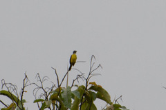 Myiozetetes granadensis