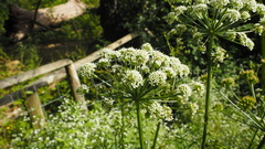 Oenantheae
