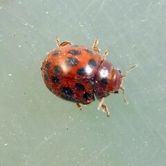 Subcoccinella vigintiquatuorpunctata