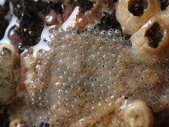 Schizoporella unicornis