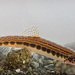 Italian Spined Loach - Photo (c) davide bellucci, some rights reserved (CC BY-NC), uploaded by davide bellucci