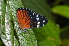 Hamadryas belladonna