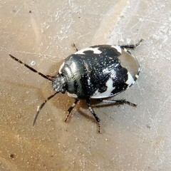 Tritomegas bicolor