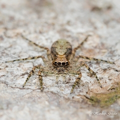 Phaeacius malayensis