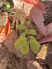 Vaccinium arboreum