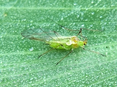 Macrosiphum euphorbiae
