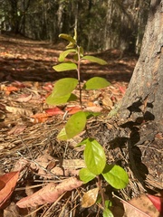 Vaccinium arboreum