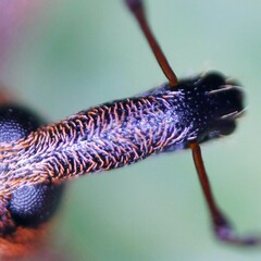 Hypera conmaculata